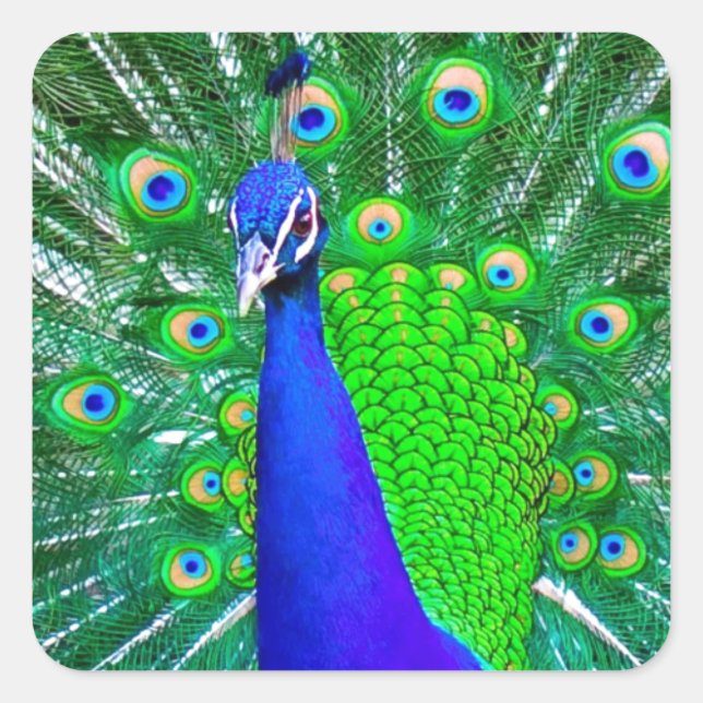 Peacock with fanned tail square sticker (Front)
