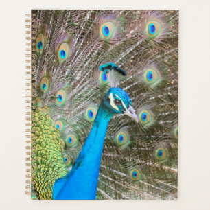 Peacock with Feathers Fanned - Wildlife Bird Photo Planner