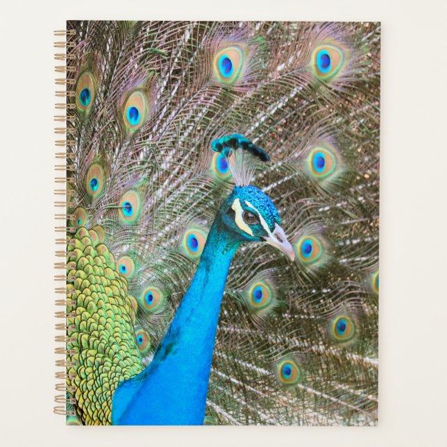 Peacock with Feathers Fanned - Wildlife Bird Photo Planner (Front)