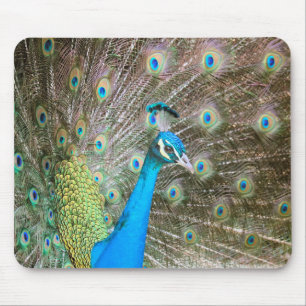 Peacock with Feathers Out - Male Bird - Photograph Mouse Pad