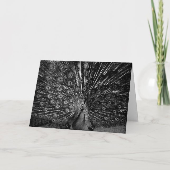 Peacock with tail spread card (Front)