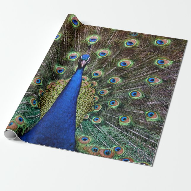 Peacock Wrapping Paper (Unrolled)