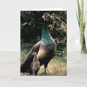 Peacocks Card