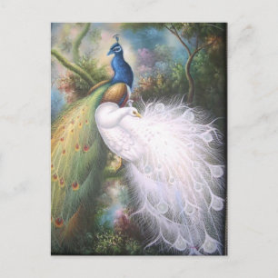 peacocks post cards