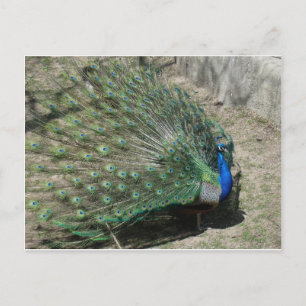 Peacocks Postcard
