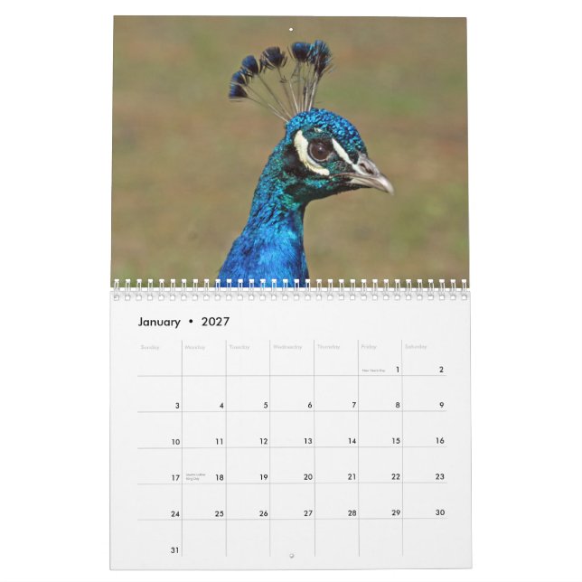 Peacocks Wall Calendar (Jan 2027)