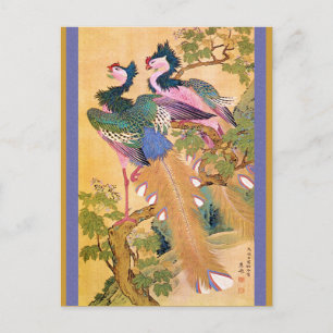 peacocksnotebue postcard
