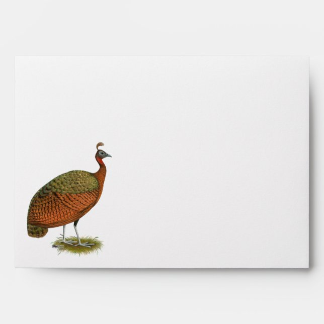 Peafowl:  Congo Peahen Envelope (Front)