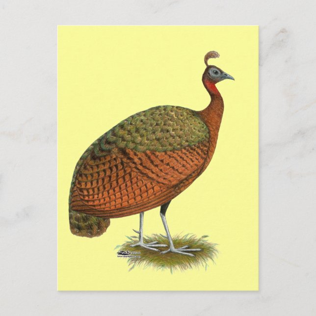 Peafowl:  Congo Peahen Postcard (Front)