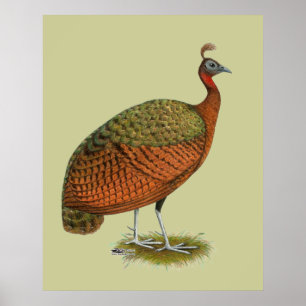 Peafowl: Congo Peahen Poster