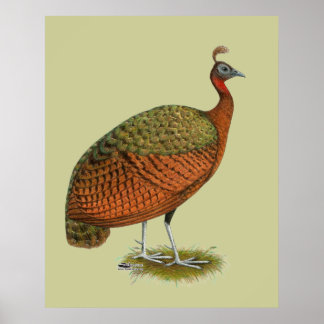 Peafowl: Congo Peahen Poster