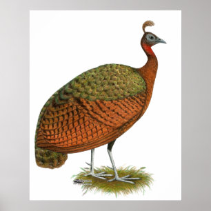Peafowl: Congo Peahen Poster