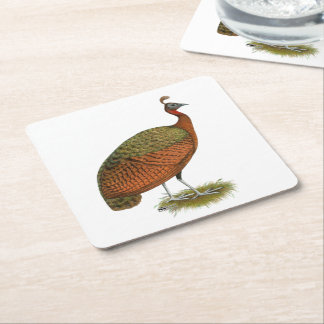 Peafowl: Congo Peahen Square Paper Coaster