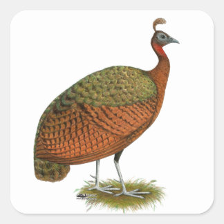 Peafowl: Congo Peahen Square Sticker