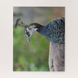 Peafowl puzzle