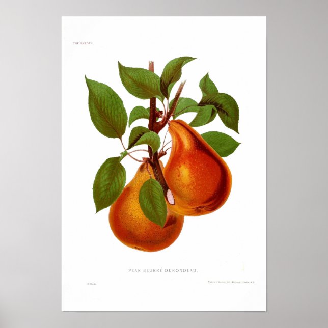 Pear Beurre Durondeau Poster (Front)