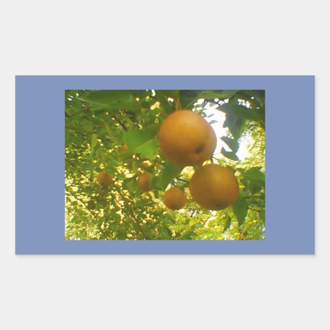 Pear Blooms Rectangular Sticker (Front)