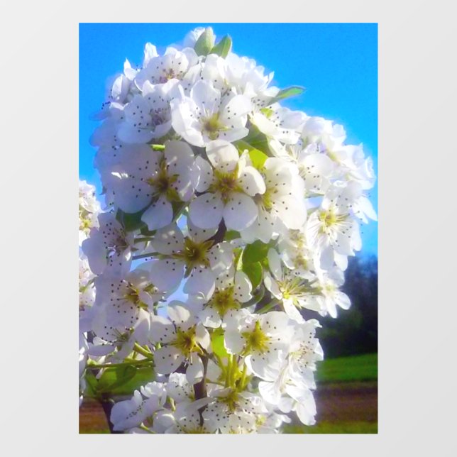  Pear Blossoms  (Sheet)