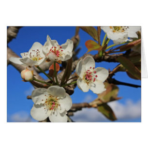 Pear Blossoms