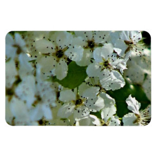 Pear Blossoms in bloom Magnet