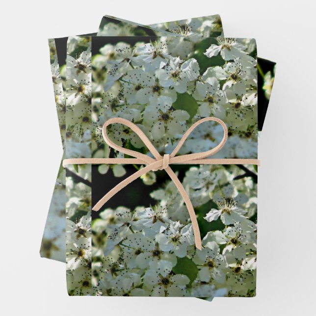 Pear Blossoms in bloom Wrapping Paper Sheet (In situ)