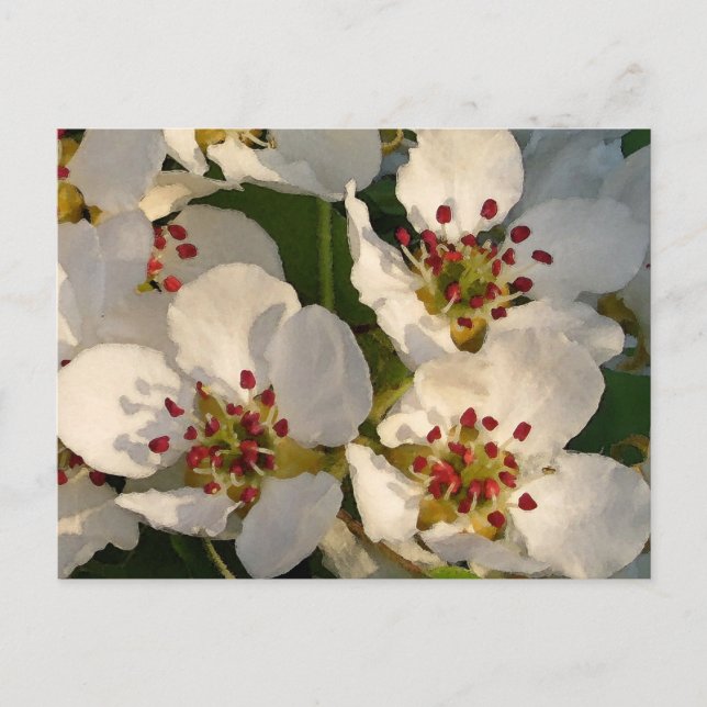 Pear Blossoms Postcard (Front)