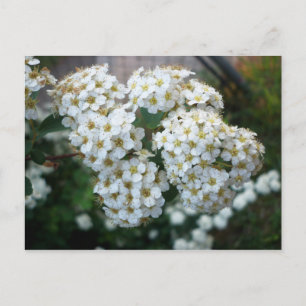 Pear Blossoms Postcard
