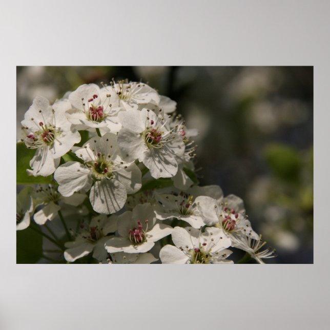 Pear Blossoms Poster (Front)
