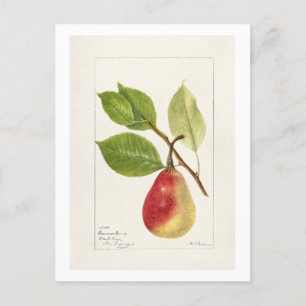 Pear Branch (Pyrus Communis)(1893) Small Postcard