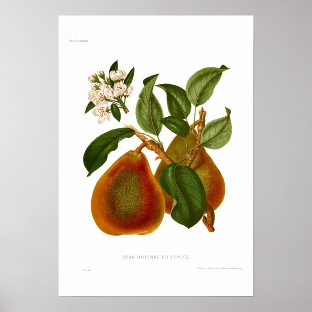 Pear Doyenne du Comice Poster (Front)