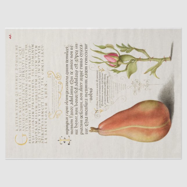 Pear French Rose Calligraphy  Tissue Paper (Front)