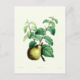 Pear Postcard