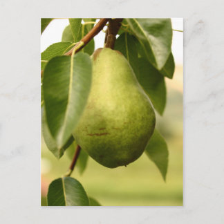 Pear Postcard