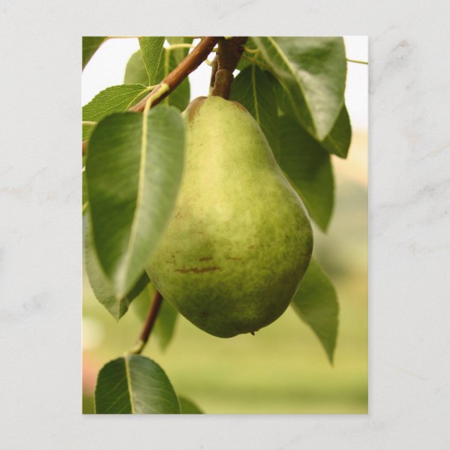 Pear Postcard (Front)
