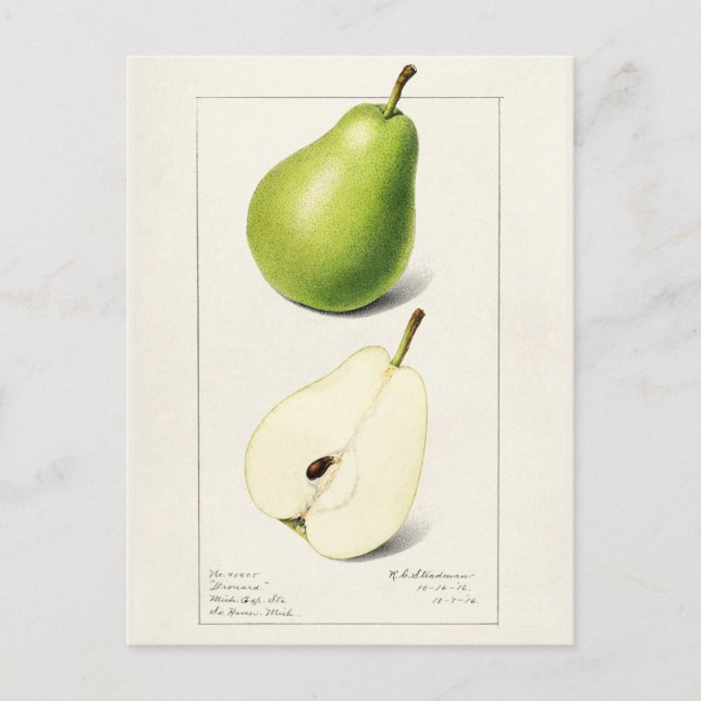 Pear (Pyrus Communis) Fruit Watercolor Painting Postcard (Front)