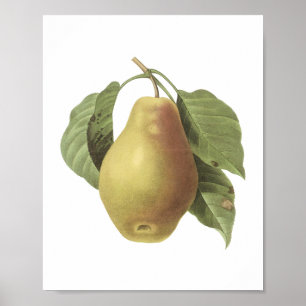 pear(Pyrus sp.) by Redouté Poster