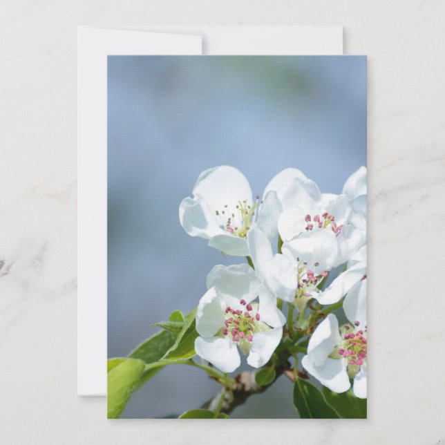 Pear tree blooming (Front)
