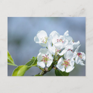 Pear tree blooming postcard