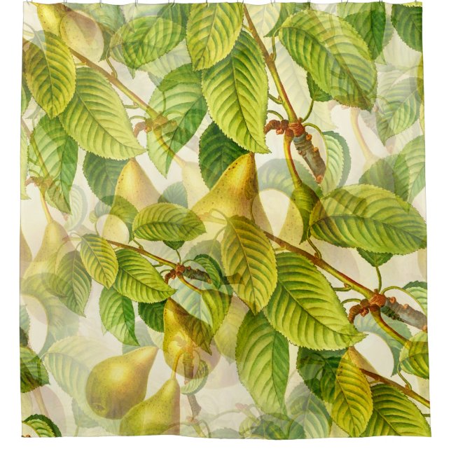 Pear Tree Branches & Pears Pattern  Shower Curtain (Front)