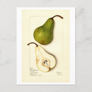 Pear Vintage Botanical Illustration Postcard