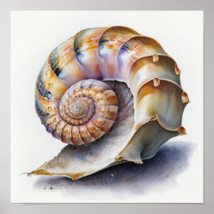 Pearl and Lavender Spiral Seashell Illustration Poster