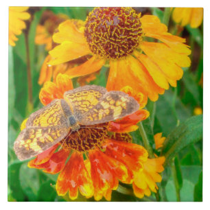 Pearl Crescent Butterfly on Sneezeweed Tile