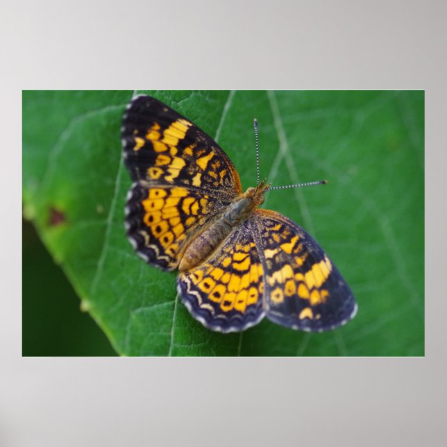 Pearl Crescent Butterfly Poster (Front)