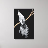 Pearl Pied Cockatiel Parrot Wrapped Canvas
