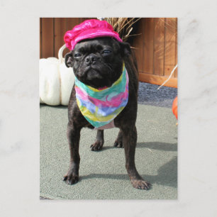 Pearl - Pug and Boston Terrier Mix Breed Photo-08 Postcard