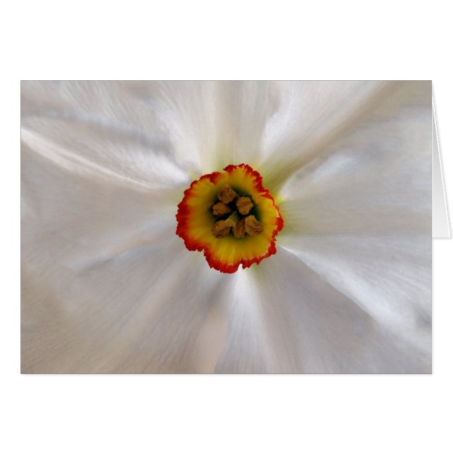 pearl white narcissus (Front Horizontal)