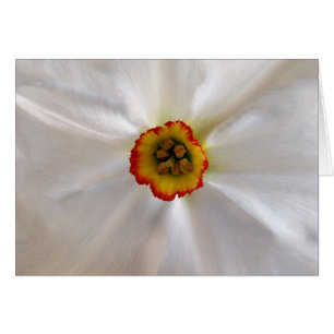 pearl white narcissus