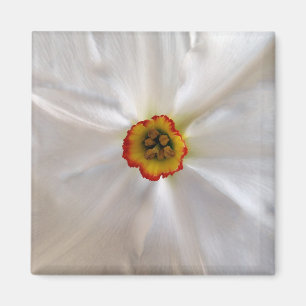 pearl white narcissus magnet
