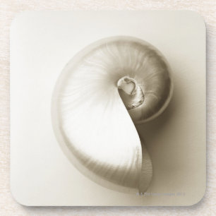 Pearlised nautilus sea shell 2 coaster