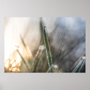 Pearls of Dew on Grass Nature Photo Poster